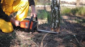 Best Tree Maintenance Programs  in Brooklyn Center, MN